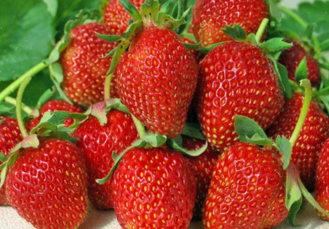 ang pinakamahusay na iba't ibang strawberry Belarus