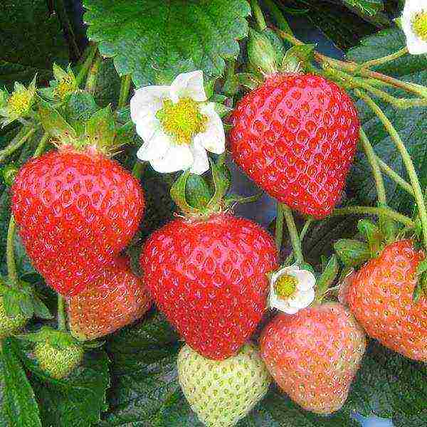 the best strawberry variety Belarus