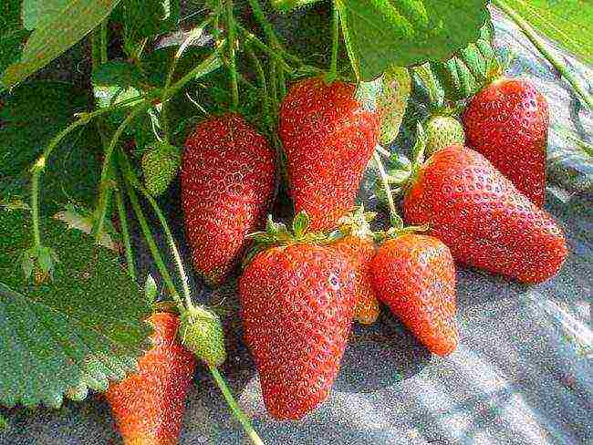 the best strawberry variety Belarus