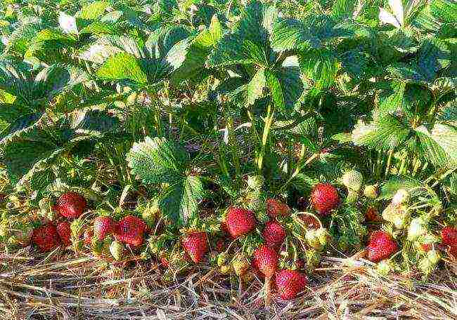 ang pinakamahusay na iba't ibang strawberry Belarus