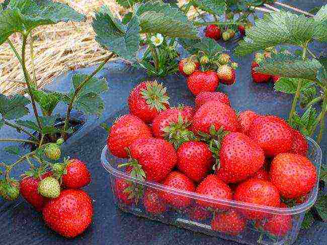 the best strawberry variety Belarus