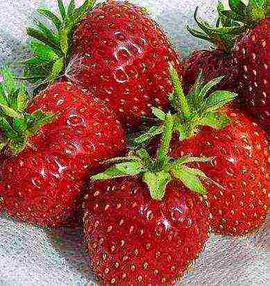 the best strawberry variety Belarus