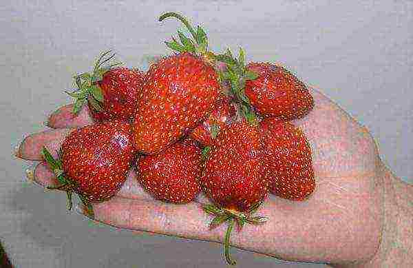 the best strawberry variety Belarus