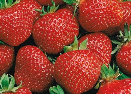 the best strawberry variety Belarus