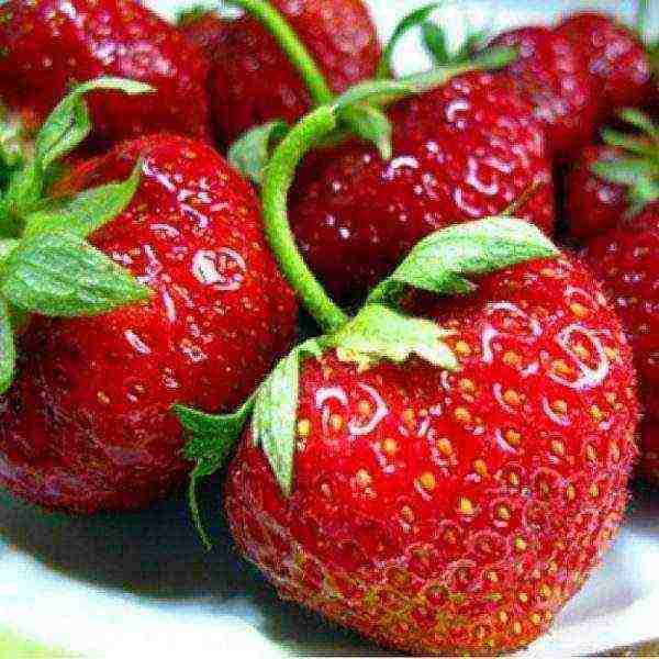 the best strawberry variety Belarus