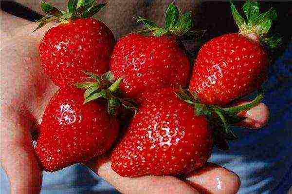 the best strawberry variety Belarus