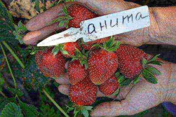 the best strawberry variety Belarus