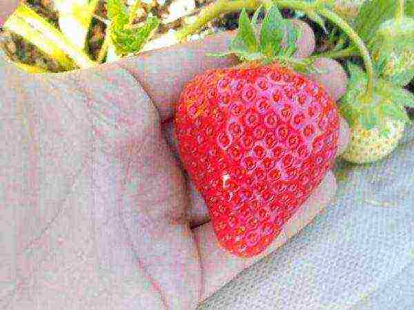 ang pinakamahusay na iba't ibang strawberry Belarus