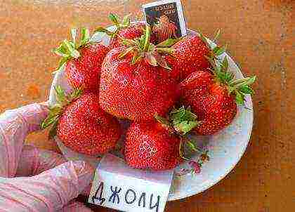 the best strawberry variety Belarus