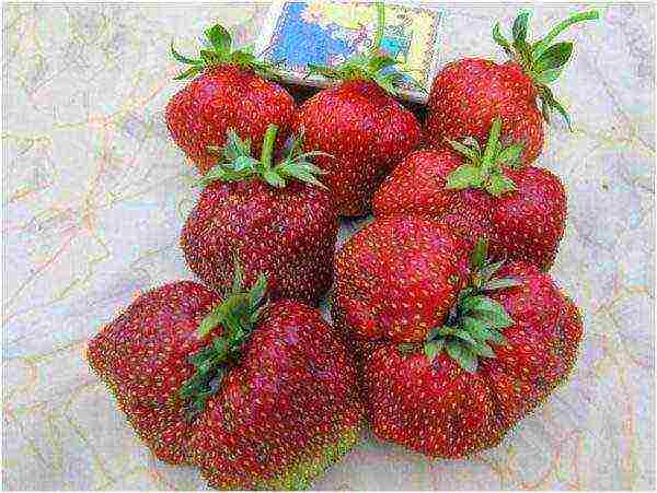 the best strawberry variety Belarus