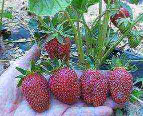 the best strawberry variety Belarus