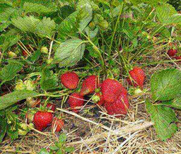 the best strawberry variety Belarus