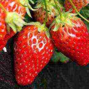 the best strawberry variety Belarus