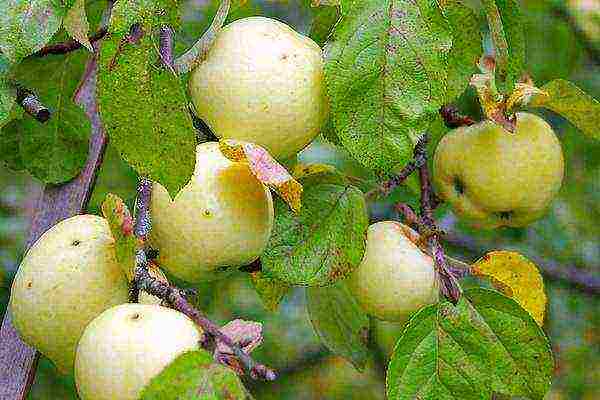 the best variety of summer apple trees