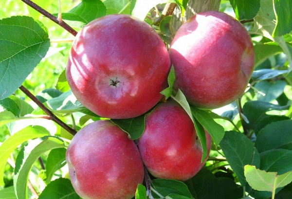 the best variety of summer apple trees