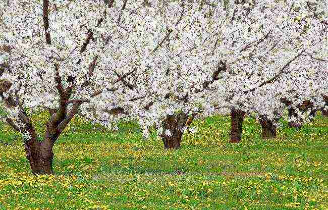 the best variety of summer apple trees