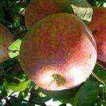 the best variety of summer apple trees