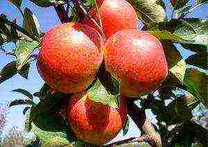 the best variety of summer apple trees