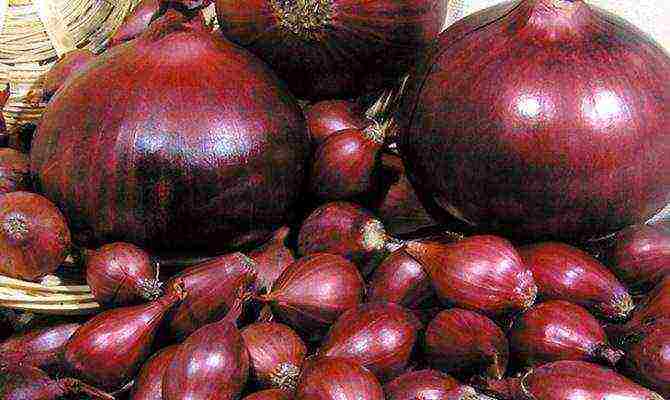 best variety onion sets