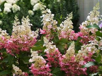 ang pinakamahusay na pagkakaiba-iba ng panicle hydrangea