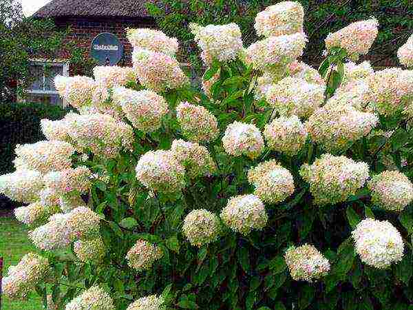 ang pinakamahusay na pagkakaiba-iba ng panicle hydrangea