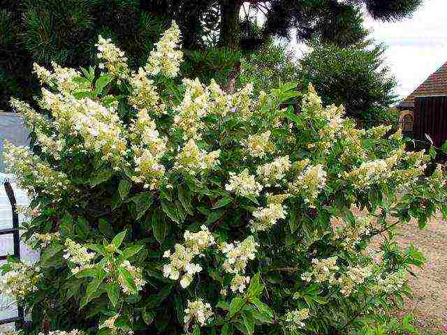 the best variety of panicle hydrangea