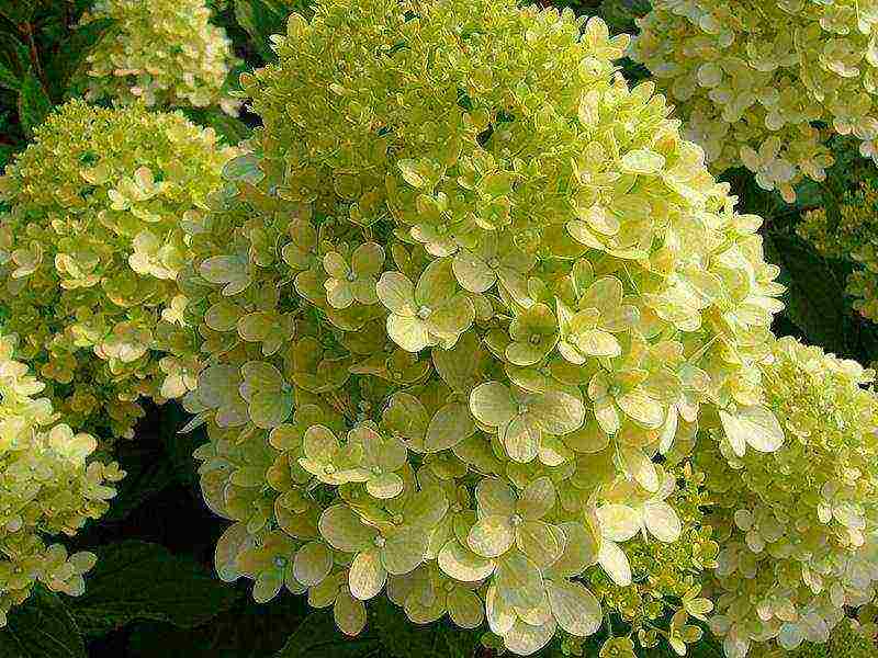 ang pinakamahusay na pagkakaiba-iba ng panicle hydrangea