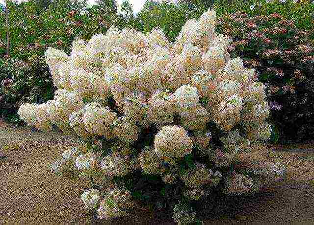 ang pinakamahusay na pagkakaiba-iba ng panicle hydrangea