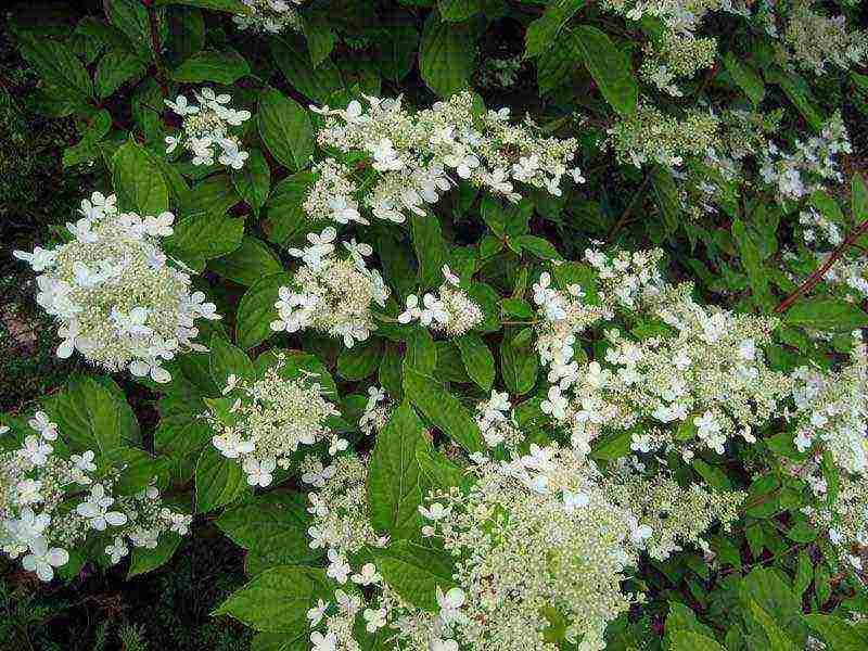 ang pinakamahusay na pagkakaiba-iba ng panicle hydrangea