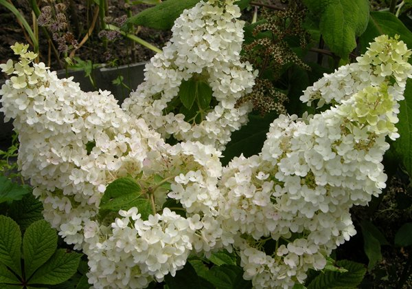 ang pinakamahusay na pagkakaiba-iba ng panicle hydrangea