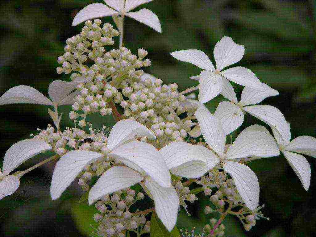 ang pinakamahusay na pagkakaiba-iba ng panicle hydrangea