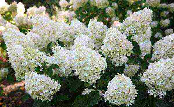 ang pinakamahusay na pagkakaiba-iba ng panicle hydrangea