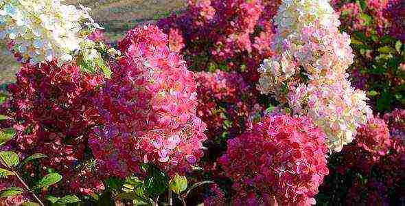 ang pinakamahusay na pagkakaiba-iba ng panicle hydrangea