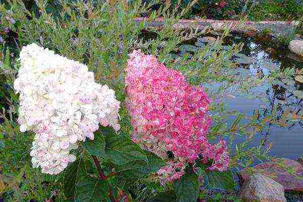 ang pinakamahusay na pagkakaiba-iba ng panicle hydrangea