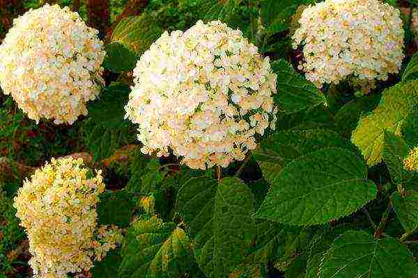 ang pinakamahusay na pagkakaiba-iba ng panicle hydrangea