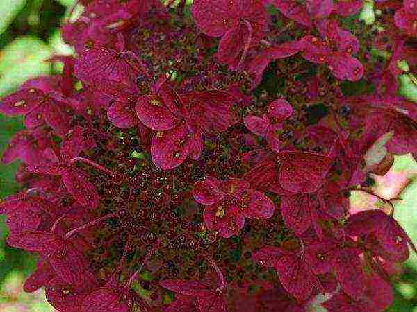 the best variety of panicle hydrangea