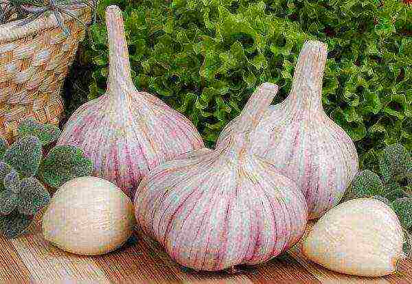 the best variety of winter garlic