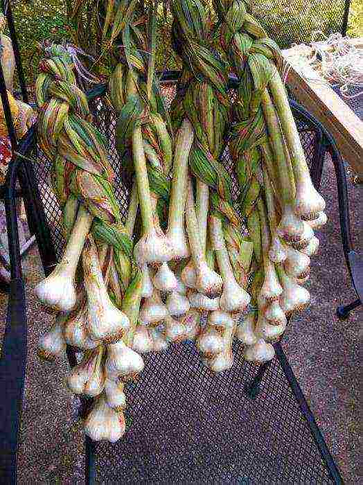 the best variety of winter garlic