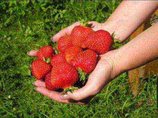 the best variety of garden strawberries