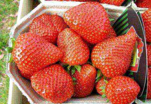 the best variety of garden strawberries