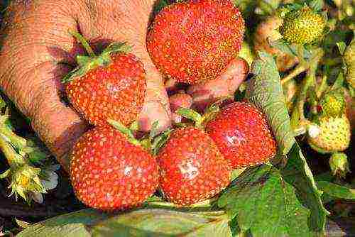 the best variety of garden strawberries