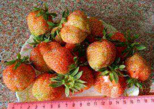 the best variety of garden strawberries