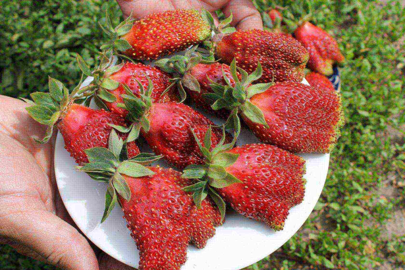 the best variety of garden strawberries