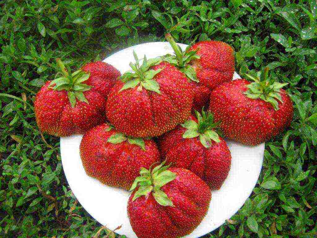 ang pinakamahusay na pagkakaiba-iba ng mga strawberry sa hardin