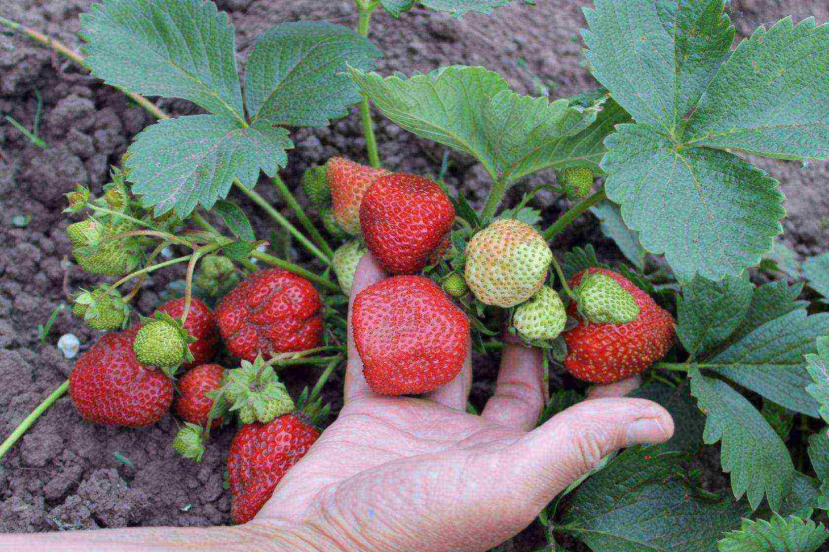 the best variety of garden strawberries