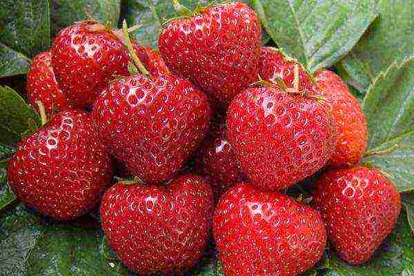 the best variety of garden strawberries