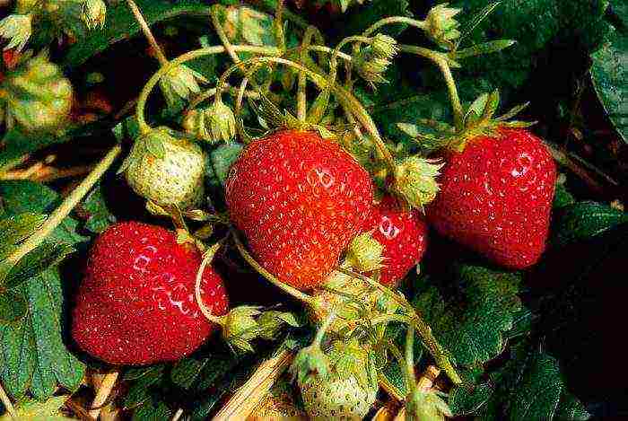 the best variety of garden strawberries