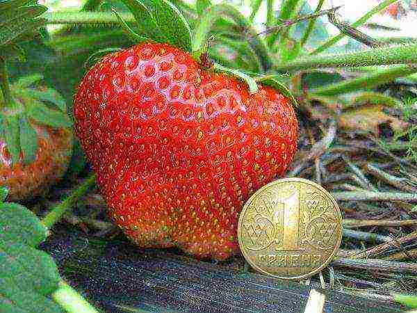 the best variety of garden strawberries