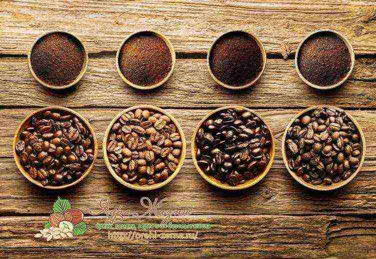 the best grade of coffee beans