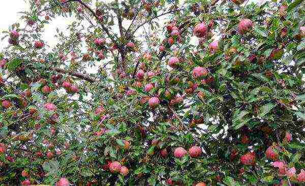 the best variety of winter apples